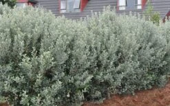 Pineapple Guava - Feijoa Sellowiana - 3 Gallon Pot -Stylish Garden Plant Store Pineapple Guava Hedge 1