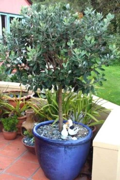 Pineapple Guava -Feijoa Sellowiana - 7 Gallon Pot -Stylish Garden Plant Store Pineapple Guava In Pot 500x750 1