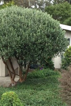 Pineapple Guava -Feijoa Sellowiana - 7 Gallon Pot -Stylish Garden Plant Store Pineapple Guava Tree 21