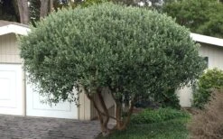 Pineapple Guava - Feijoa Sellowiana - 3 Gallon Pot -Stylish Garden Plant Store Pineapple Guava Tree 22 1