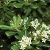 Green Pittosporum (Japanese Mock Orange) - 3 Gallon Pot -Stylish Garden Plant Store Pittosporum Green 500x750 1
