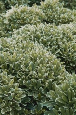 Mojo Dwarf Variegated Pittosporum - 2 Gallon Pot -Stylish Garden Plant Store Pittosporum Mojo 11 1
