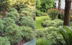 Mojo Dwarf Variegated Pittosporum - 2 Gallon Pot -Stylish Garden Plant Store Pittosporum Mojo 6 1