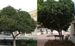 Green Pittosporum (Japanese Mock Orange) - 3 Gallon Pot -Stylish Garden Plant Store Pittosporum Tree Form