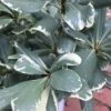 Variegated Pittosporum - Japanese Mock Orange - 1 Gallon Pot -Stylish Garden Plant Store Pittosporum Variegated 10