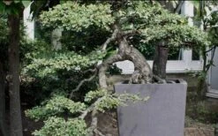 Variegated Pittosporum - Japanese Mock Orange - 1 Gallon Pot 15 Variegated Pittosporum - Japanese Mock Orange - 1 Gallon Pot -Stylish Garden Plant Store Pittosporum Variegated Bonsai