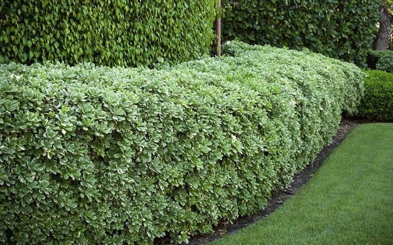 Variegated Pittosporum - Japanese Mock Orange - 1 Gallon Pot 8 Variegated Pittosporum - Japanese Mock Orange - 1 Gallon Pot - Image 6