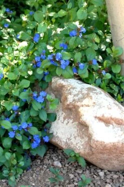 Hardy Blue Plumbago (Ceratostigma Plumbaginoides) - 10 Pack Of Quart Pots -Stylish Garden Plant Store Plumbago Ceratostigma Rev 500x750 1
