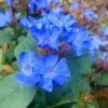 Hardy Blue Plumbago (Ceratostigma Plumbaginoides) - 10 Pack Of Quart Pots -Stylish Garden Plant Store Plumbago Hardy Blue 20