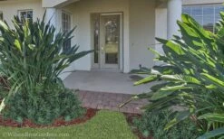 Pringles Dwarf Podocarpus Yew - 3 Gallon Pot -Stylish Garden Plant Store Podocarpus Pringles 21 2