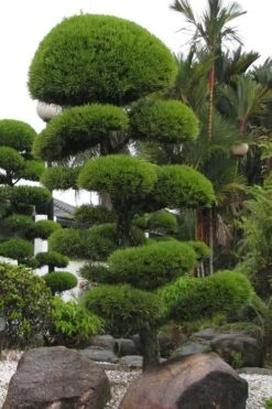 Podocarpus Macrophyllus Upright Yew - 3 Gallon Pot -Stylish Garden Plant Store Podocarpus Upright Yew 10