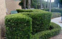 Podocarpus Macrophyllus Upright Yew - 3 Gallon Pot -Stylish Garden Plant Store Podocarpus Upright Yew 11