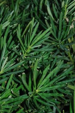 Podocarpus Macrophyllus Upright Yew - 3 Gallon Pot -Stylish Garden Plant Store Podocarpus Upright Yew 13
