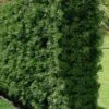 Podocarpus Macrophyllus Upright Yew - 3 Gallon Pot 1 Podocarpus Macrophyllus Upright Yew - 3 Gallon Pot -Stylish Garden Plant Store Podocarpus Upright Yew 15