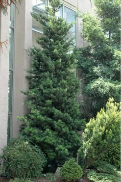 Podocarpus Macrophyllus Upright Yew - 3 Gallon Pot -Stylish Garden Plant Store Podocarpus Upright Yew 500x750 1