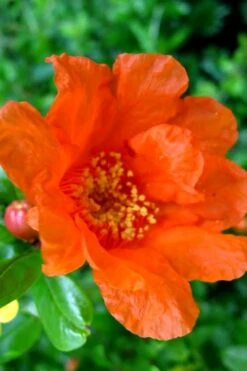 Russian Cold Hardy Pomegranate - 3 Gallon Pot -Stylish Garden Plant Store Pomegranate Russian 26 11 2