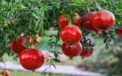 Russian Cold Hardy Pomegranate - 3 Gallon Pot -Stylish Garden Plant Store Pomegranate Russian 26 12 2