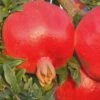 Russian 26 Cold Hardy Pomegranate - 1 Gallon Pot 1 Russian 26 Cold Hardy Pomegranate - 1 Gallon Pot -Stylish Garden Plant Store Pomegranate Russian 26 Rev 500x750 4