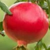 Salavatski Cold Hardy Russian Pomegranate - 3 Gallon Pot -Stylish Garden Plant Store Pomegranate Salavatski 1