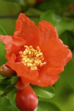 Salavatski Cold Hardy Russian Pomegranate - 1 Gallon Pot -Stylish Garden Plant Store Pomegranate Salavatski 3 2