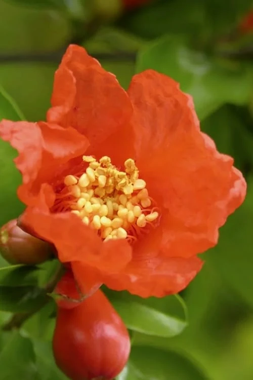 Salavatski Cold Hardy Russian Pomegranate - 3 Gallon Pot 7 Salavatski Cold Hardy Russian Pomegranate - 3 Gallon Pot - Image 5