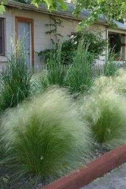 Pony Tails Mexican Feather Grass - Stipa Tennuissima - 6 Pack Of 1 Gallon Pots -Stylish Garden Plant Store Ponytails Grass Mexican Feather Rev 500x750 1