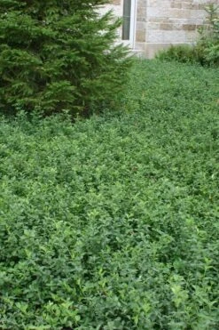 Purple Wintercreeper - Euonymus Fortunei Coloratus - 18 Count Flat Of Pint Pots -Stylish Garden Plant Store Purple Wintercreeper 5