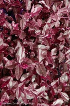 Purple Wintercreeper - Euonymus Fortunei Coloratus - 18 Count Flat Of Pint Pots -Stylish Garden Plant Store Purple Wintercreeper 7