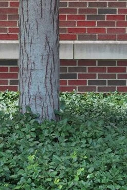 Purple Wintercreeper - Euonymus Fortunei Coloratus - 18 Count Flat Of Pint Pots -Stylish Garden Plant Store Purple Wintercreeper 8