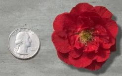 Double Take 'Scarlet' Flowering Quince - 3 Gallon Pot -Stylish Garden Plant Store Quince Double Take Red 11