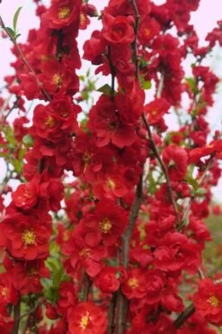 Double Take 'Scarlet' Flowering Quince - 3 Gallon Pot -Stylish Garden Plant Store Quince Double Take Scarlet 5