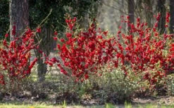 Double Take 'Scarlet' Flowering Quince - 3 Gallon Pot -Stylish Garden Plant Store Quince Double Take Scarlet 6