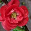 Double Take 'Scarlet' Flowering Quince - 3 Gallon Pot -Stylish Garden Plant Store Quince Double Take Scarlet 9