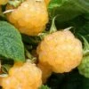 Fall Gold Raspberry - 1 Gallon Pot 2 Fall Gold Raspberry - 1 Gallon Pot -Stylish Garden Plant Store Raspberry Fall Gold 1