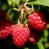 Heritage Raspberry - 6 Pack Of 1 Gallon Pots -Stylish Garden Plant Store Raspberry Heritage 500x750 1