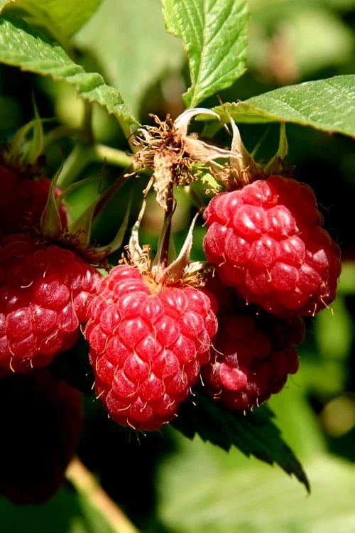 Heritage Raspberry - 6 Pack Of 1 Gallon Pots 3 Heritage Raspberry - 6 Pack Of 1 Gallon Pots