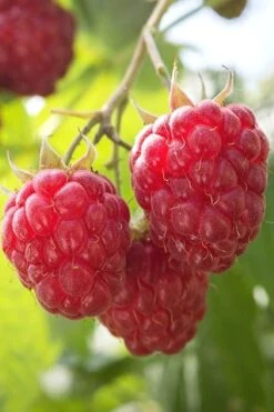 Nova Raspberry - 1 Gallon Pot