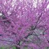 Eastern Redbud - 5 Gallon Pot -Stylish Garden Plant Store Redbud Tree Eastern 500x750 1