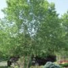 River Birch Tree (Betula Nigra) - 3 Pack Of 1.5 Quart Pots 2 River Birch Tree (Betula Nigra) - 3 Pack Of 1.5 Quart Pots -Stylish Garden Plant Store River Birch 10