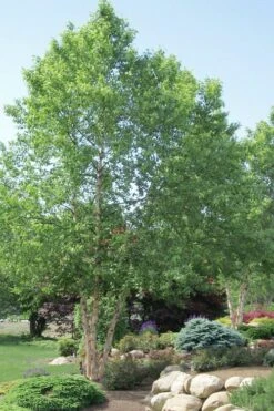 River Birch Tree (Betula Nigra) - 3 Pack Of 1.5 Quart Pots