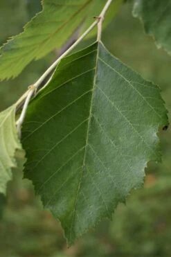 River Birch Tree (Betula Nigra) - 3 Pack Of 1.5 Quart Pots -Stylish Garden Plant Store River Birch 13