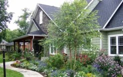 River Birch Tree (Betula Nigra) - 3 Pack Of 1.5 Quart Pots -Stylish Garden Plant Store River Birch Tree B