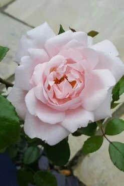 New Dawn Climbing Rose - 5 Gallon Pot -Stylish Garden Plant Store Rose Climbing New Dawn 12