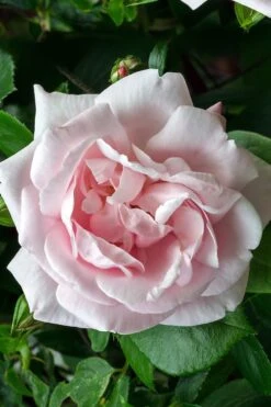 New Dawn Climbing Rose - 5 Gallon Pot -Stylish Garden Plant Store Rose Climbing New Dawn 17