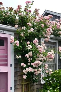 New Dawn Climbing Rose - 5 Gallon Pot -Stylish Garden Plant Store Rose Climbing New Dawn 18