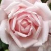 New Dawn Climbing Rose - 5 Gallon Pot 1 New Dawn Climbing Rose - 5 Gallon Pot -Stylish Garden Plant Store Rose Climbing New Dawn 3