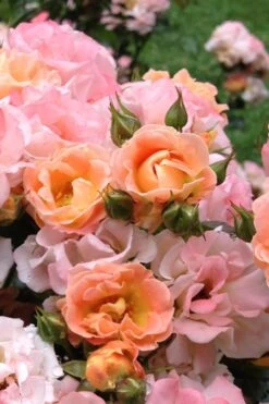 Peach Drift Groundcover Rose - 2 Gallon Pot -Stylish Garden Plant Store Rose Drift Peach 22