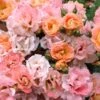 Peach Drift Groundcover Rose - 2 Gallon Pot -Stylish Garden Plant Store Rose Drift Peach 23
