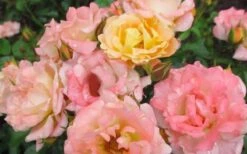 Peach Drift Groundcover Rose - 2 Gallon Pot -Stylish Garden Plant Store Rose Drift Peach