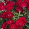 Red Drift Groundcover Rose - 3 Gallon Pot -Stylish Garden Plant Store Rose Drift Red 10